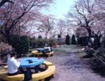 佐野駅北側にある城山公園の桜開花時期風景